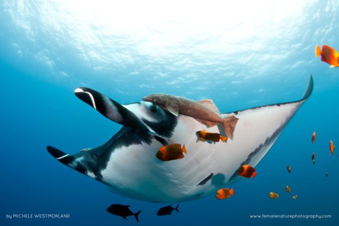 Michele_Westmorland_FNP_1