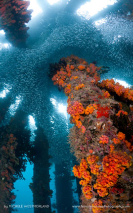 Michele_Westmorland_FNP_11