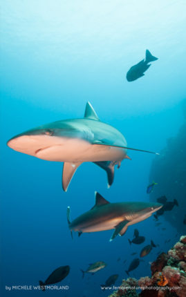 Michele_Westmorland_FNP_13