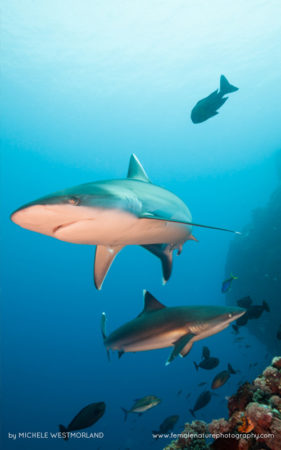 Michele_Westmorland_FNP_13