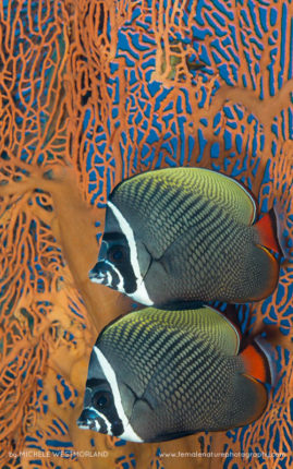 Michele_Westmorland_FNP_14