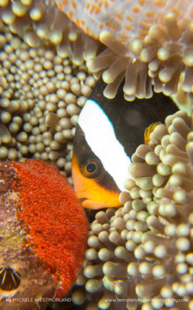 Michele_Westmorland_FNP_15