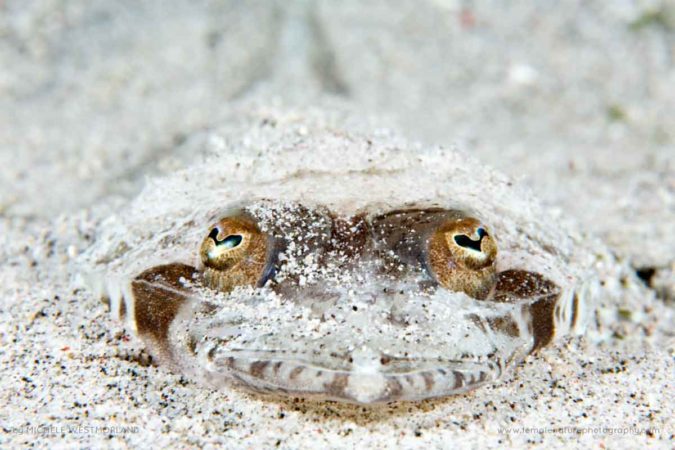 Michele_Westmorland_FNP_5