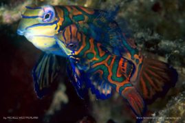 Michele_Westmorland_FNP_6