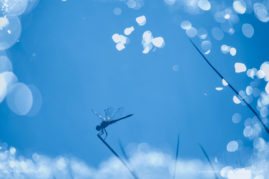 Myriam_Dupouy_FNP_10