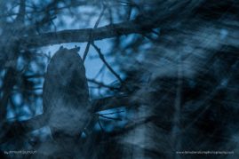 Myriam_Dupouy_FNP_11