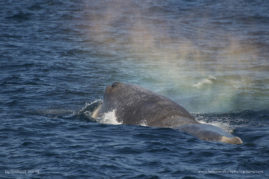 Isabelle_Dupré_FNP_11