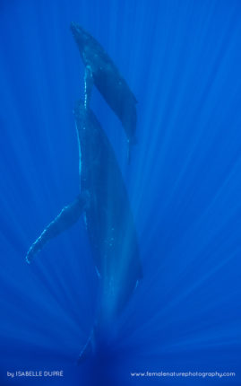 Isabelle_Dupré_FNP_14