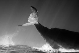 Isabelle_Dupré_FNP_2