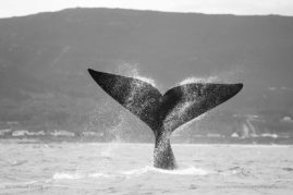 Isabelle_Dupré_FNP_4