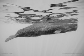 Isabelle_Dupré_FNP_5