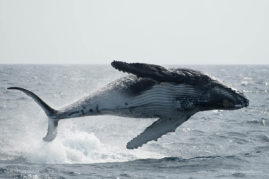 Isabelle_Dupré_FNP_6