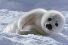 Isabelle_Dupré_FNP_8