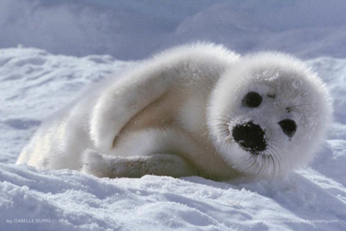 Isabelle_Dupré_FNP_8