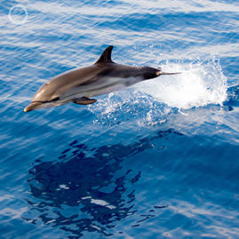 Portfolio carousel 50