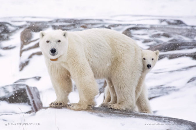 Alena-Ebeling-Schuld-FNP-9