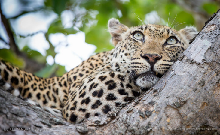 Alexandra-Hegemann-FNP-10