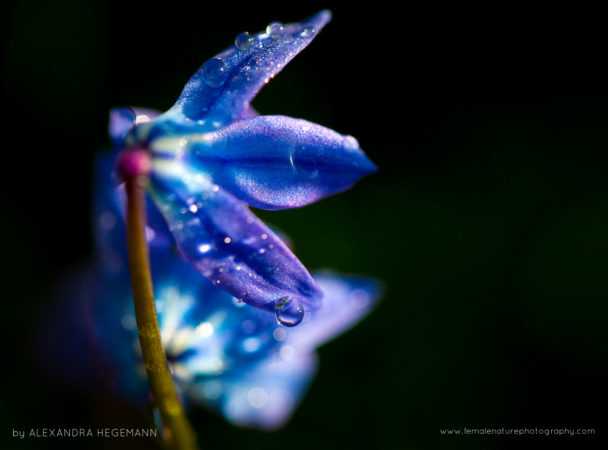 Alexandra-Hegemann-FNP-13