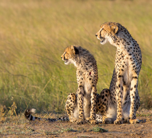 Alexandra-Hegemann-FNP-2