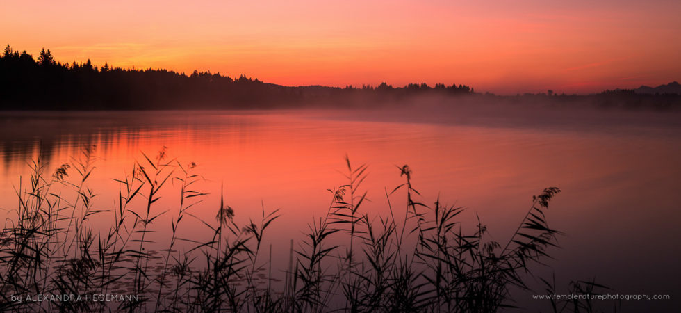 Alexandra-Hegemann-FNP-5