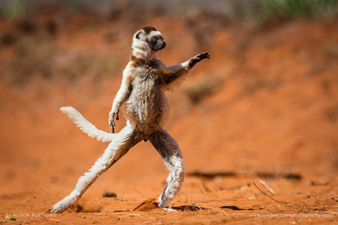 Alison-Buttigiegr-FNP-1