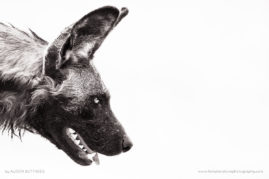 Alison-Buttigiegr-FNP-2