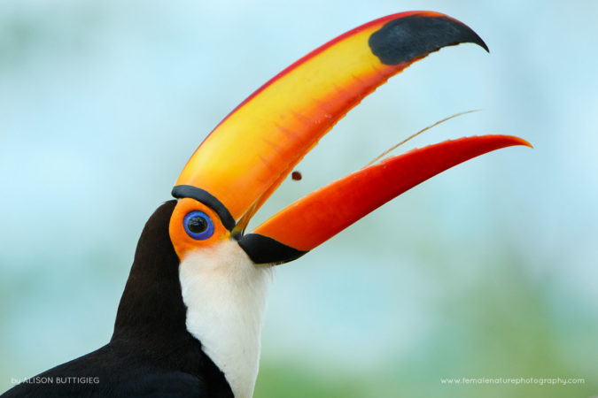 Alison-Buttigiegr-FNP-3