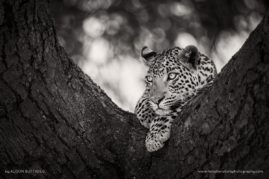 Alison-Buttigiegr-FNP-8