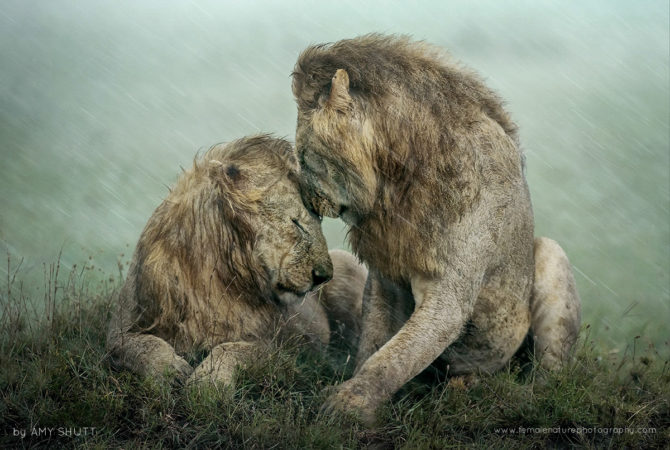 Brothers - African Lions, Maasai Mara, Africa