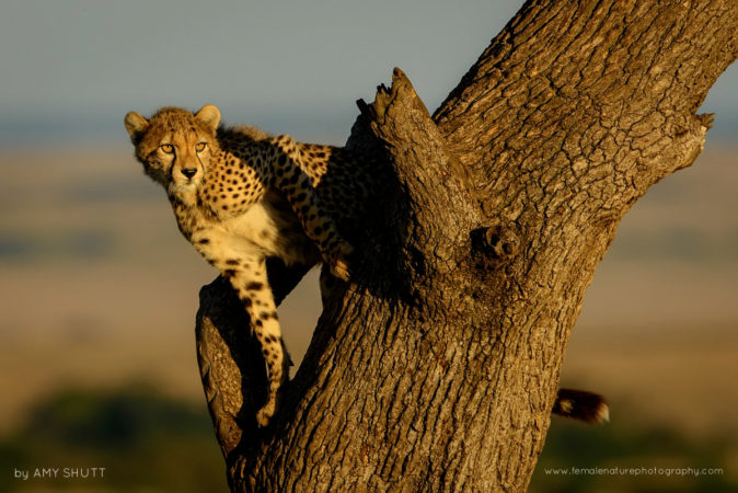 Nora's Girl - Cheetah, Maasai Mara, Africa
