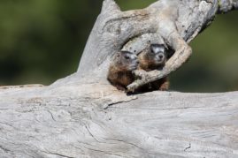 Ashleigh-Scully-FNP-5