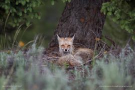 Ashleigh-Scully-FNP-6