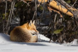 Ashleigh-Scully-FNP-9