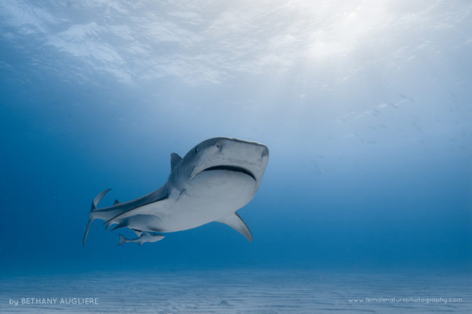 A female tiger shark cruises along the sandy bottom in the Bahamas