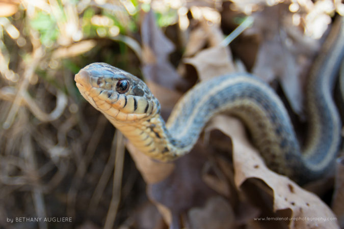 An eastern garter snake emerges on a warm spring day in Northern Virginia