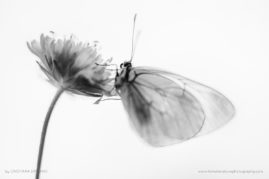 Cristiana-Damianof-FNP-1