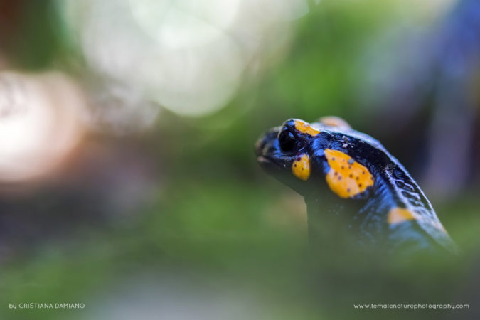 Cristiana-Damianof-FNP-12