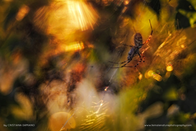 Cristiana-Damianof-FNP-5