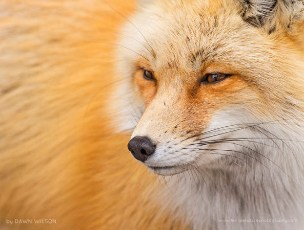 Red Fox Portrait