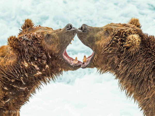 Brown Bear Discussion