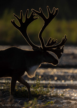 Caribou in Sunlight