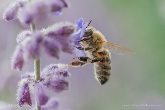 Honey Bee - Apis mellifera Devon, United Kingdom