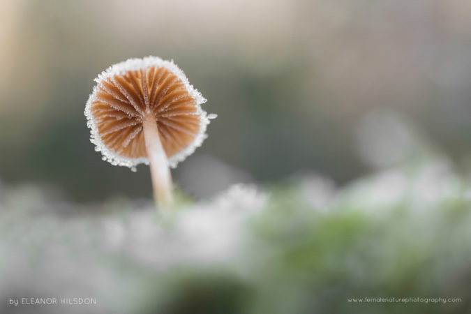 Scurfy Twiglet - Tubaria furfuracea Devon, United Kingdom
