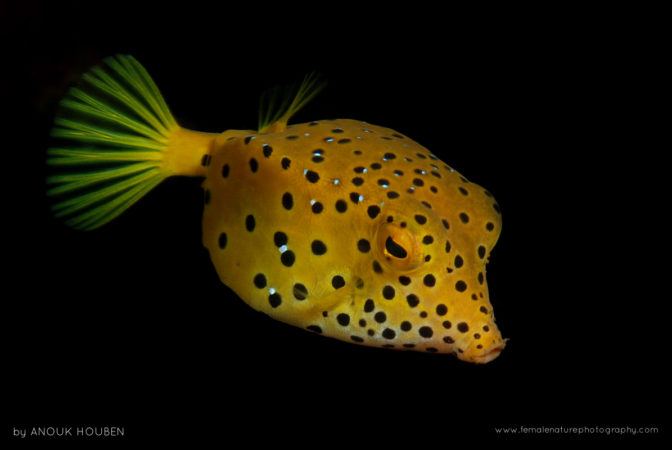 Juvenile yellow boxfish (Ostracion cubicus)