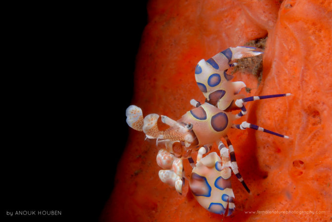 Harlequin shrimp (Hymenocera picta)