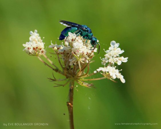 Cuckoo wasp (Chrysididae), Parc des Rapides (Montreal - Quebec, Canada)