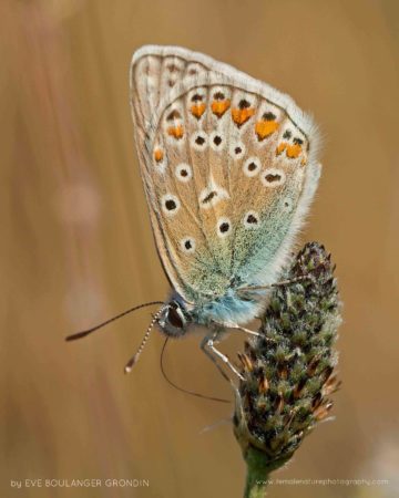 Common Blue (Polyommatus icarus), Pointe du Raz, Brittany (France)