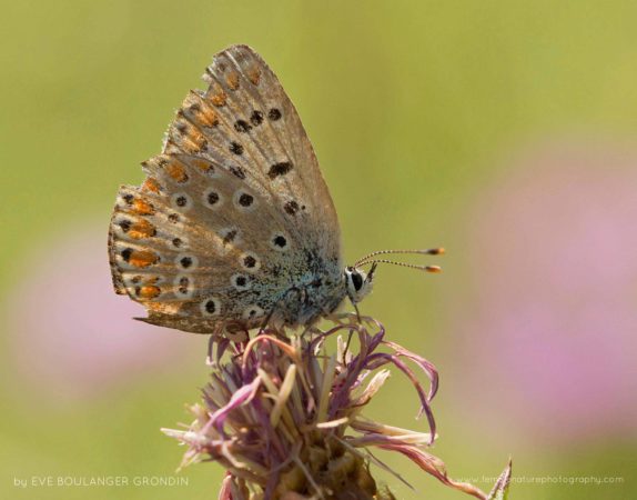 Common Blue (Polyommatus icarus), Parc des Rapides (Montreal - Quebec, Canada)
