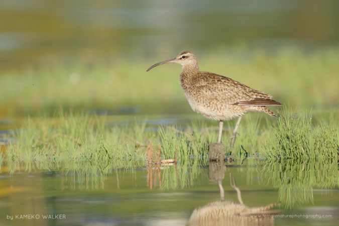 Waterside Whimbrel