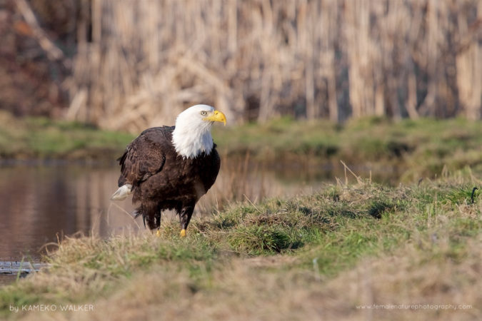 Bald Eagle at the pond